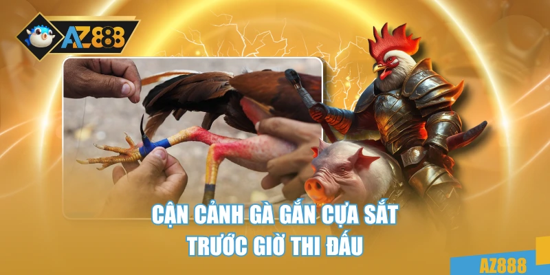 Cận cảnh gà gắn cựa sắt trước giờ thi đấu