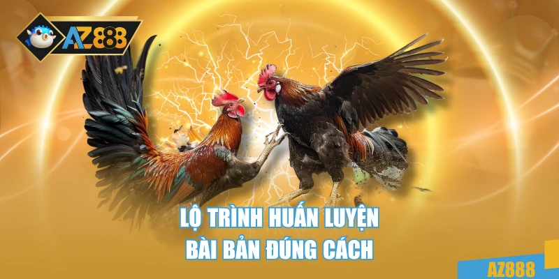 Gà Chọi C1 – Dòng Chiến Kê Bất Bại Trong Mọi Sới Đấu 4 Lộ trình huấn luyện bài bản đúng cách